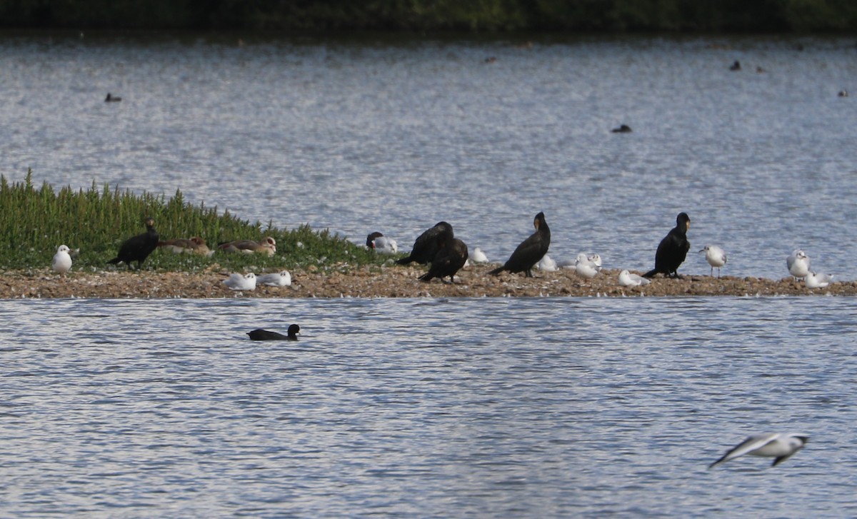 Great Cormorant - ML647372982
