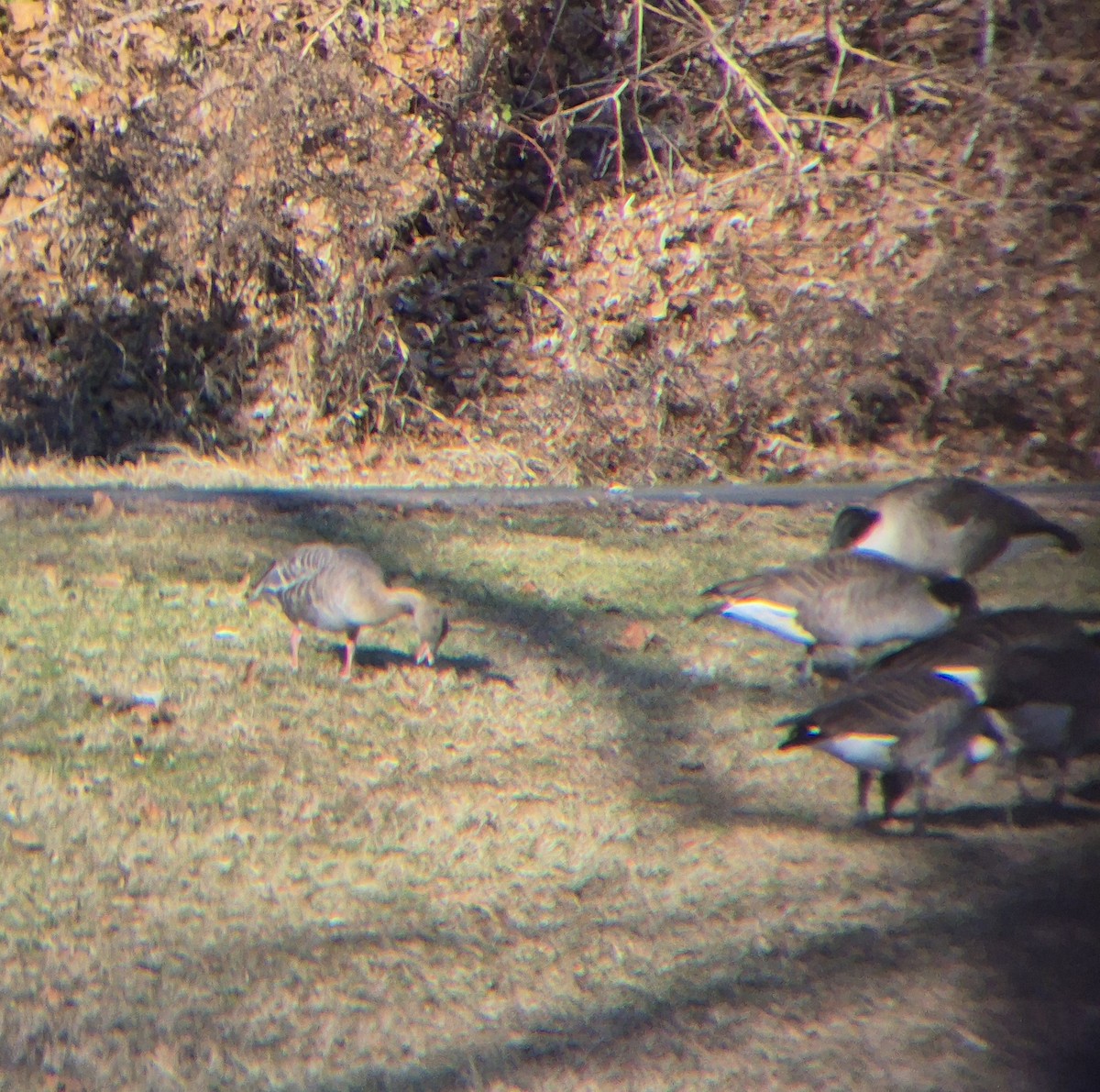 Короткоклювый гуменник - ML647372994