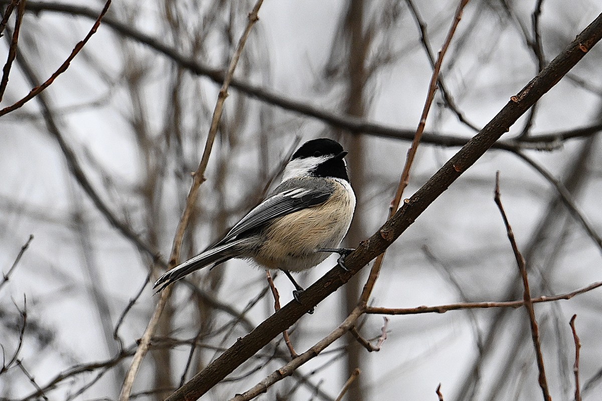 Amerika Baştankarası - ML647373022