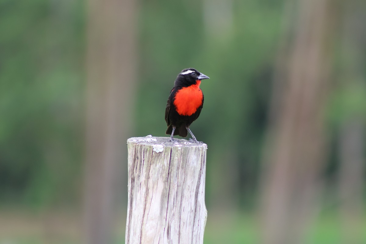 White-browed Meadowlark - ML647373060