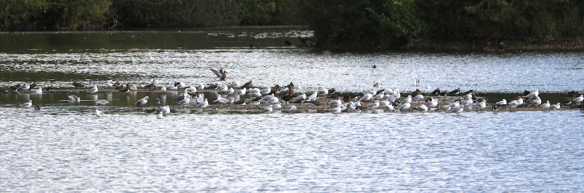 Black-headed Gull - ML647373062