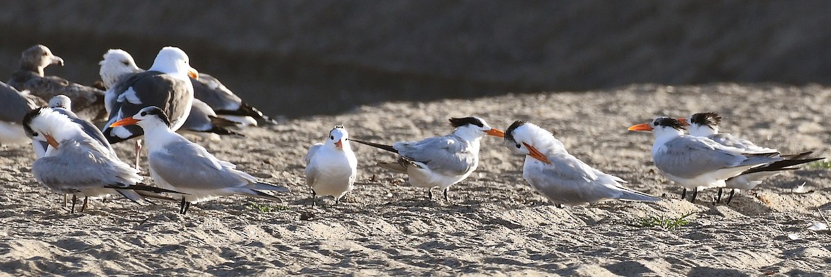 Royal Tern - ML647373084
