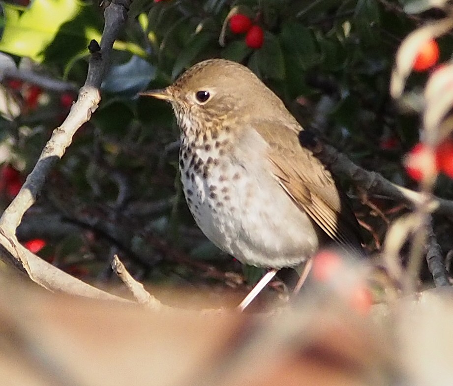 Hermit Thrush - ML647373095