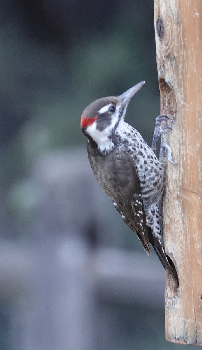 Arizona Woodpecker - ML647373097