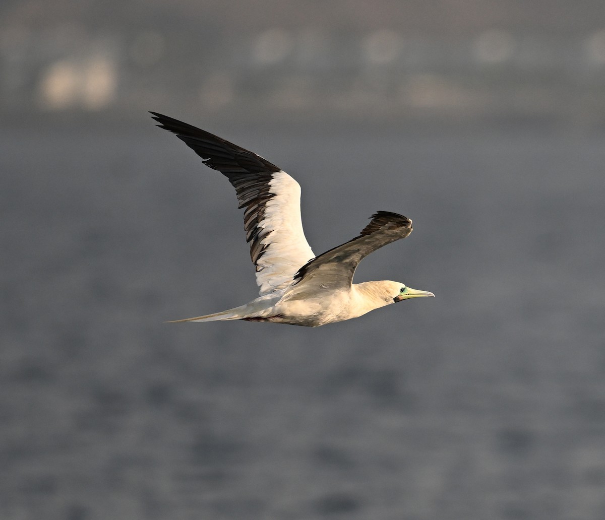 Сула червононога - ML647373107