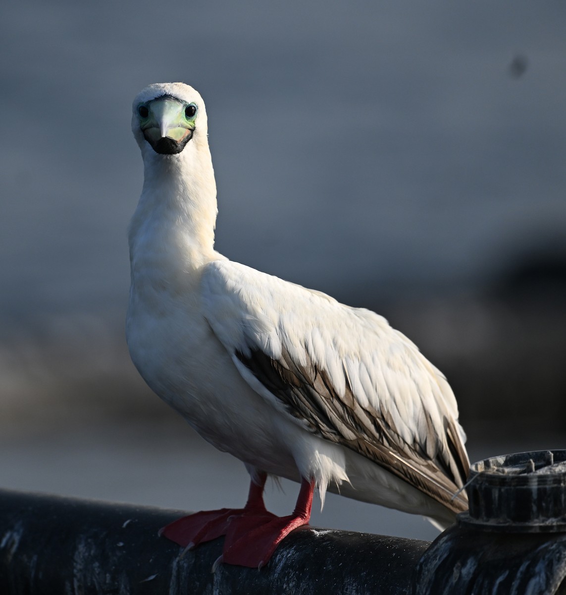 Сула червононога - ML647373108