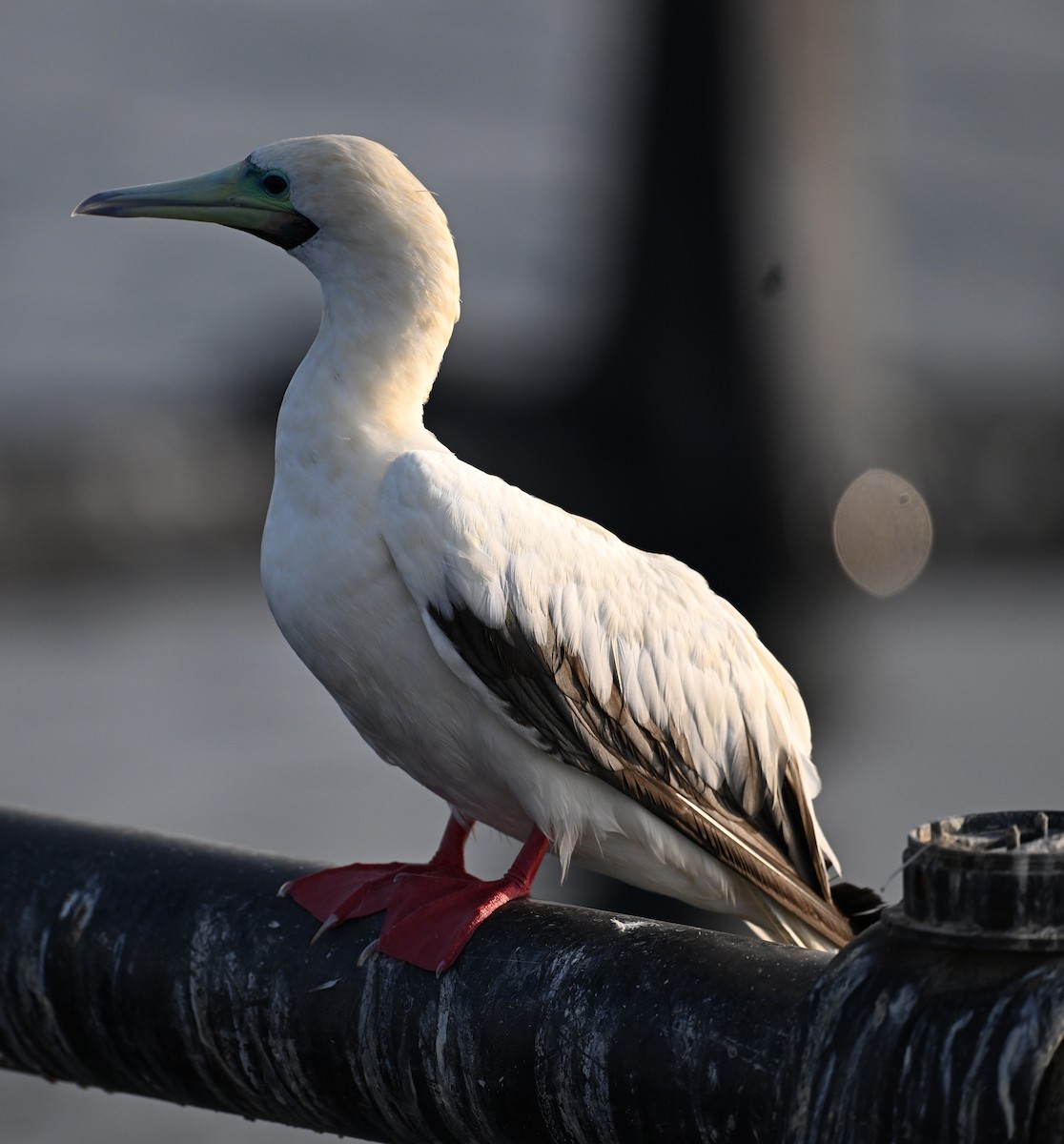 Сула червононога - ML647373109