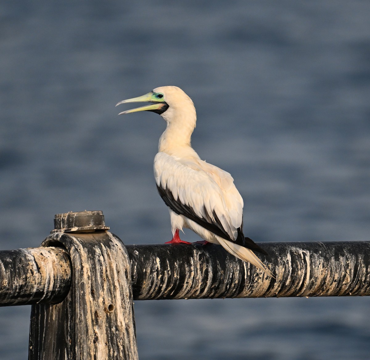 Сула червононога - ML647373110