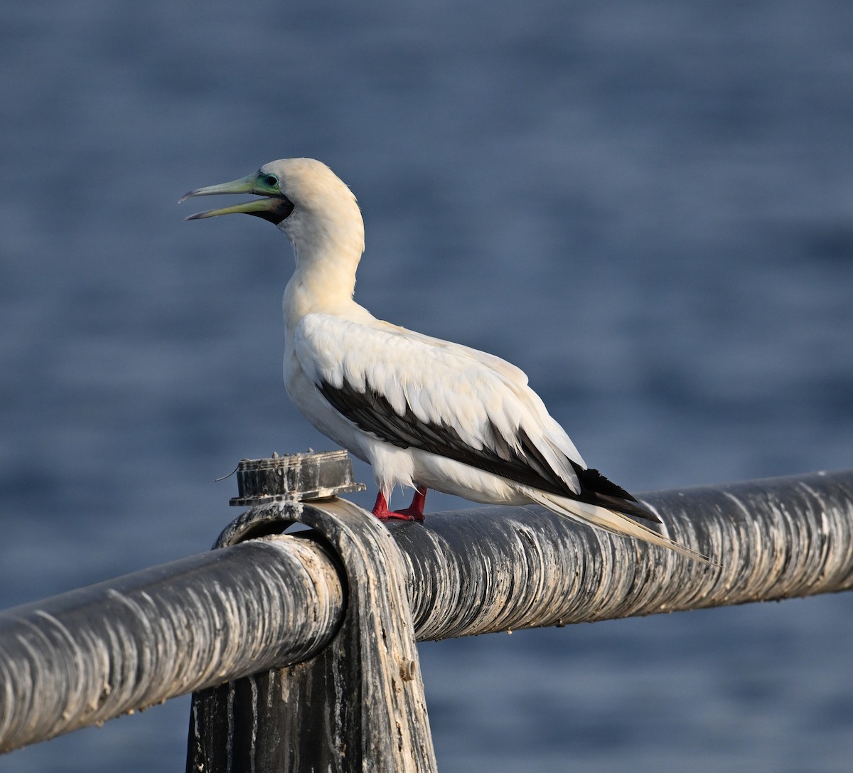 Сула червононога - ML647373111