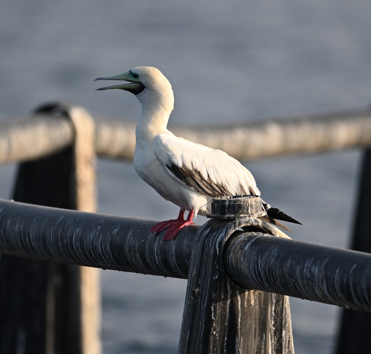 Сула червононога - ML647373112