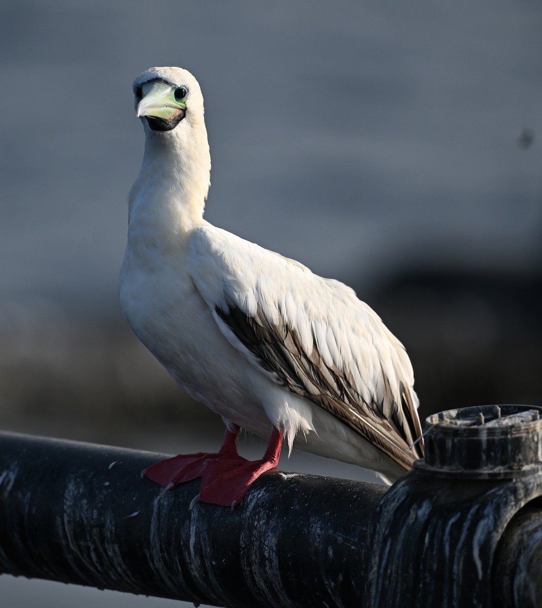 Сула червононога - ML647373113