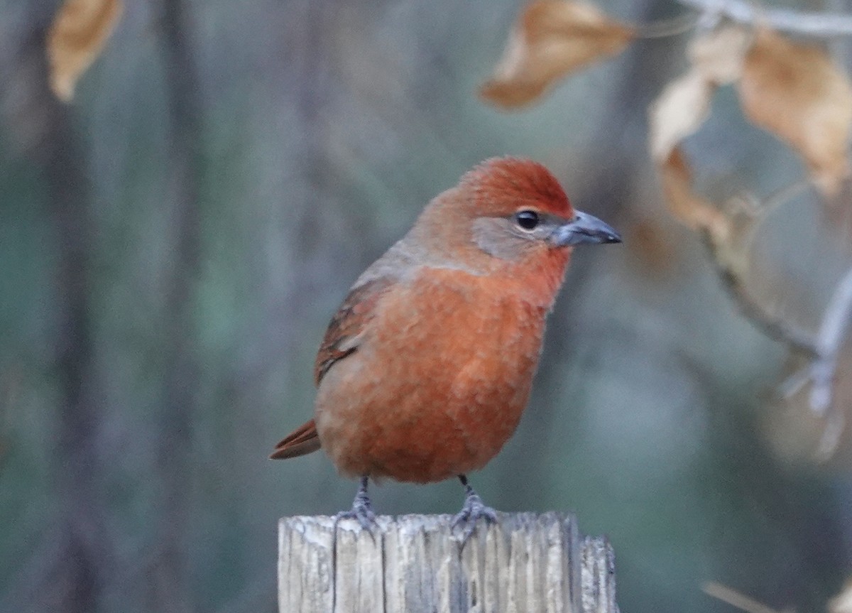 Hepatic Tanager - ML647373114