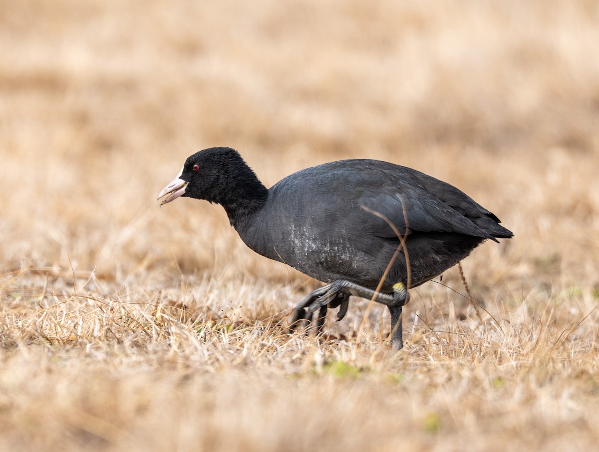 白冠雞 - ML647373116