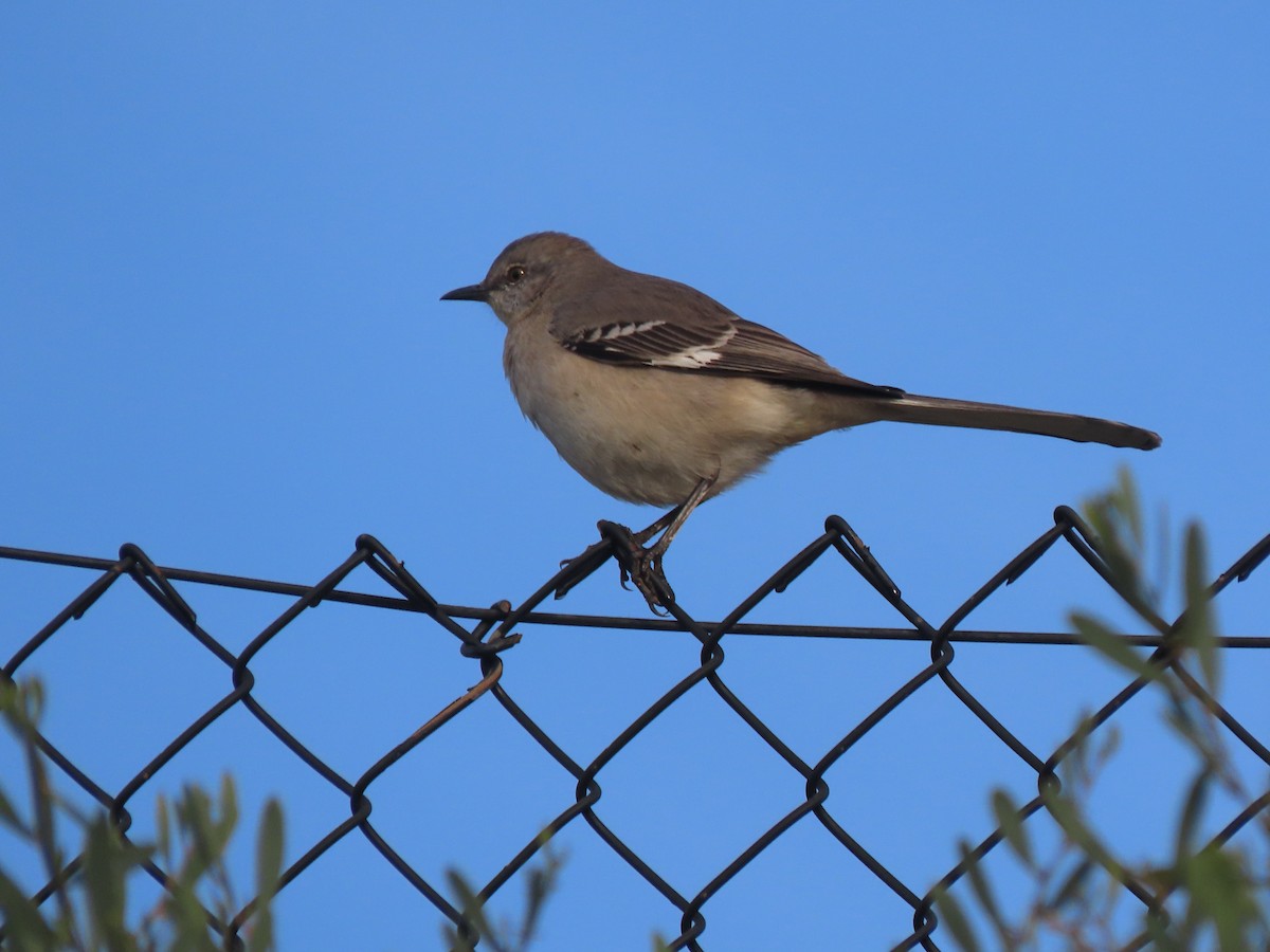 Northern Mockingbird - ML647373155