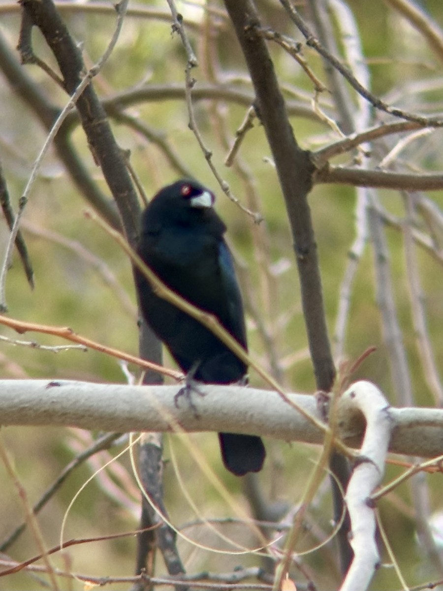 Красноглазый трупиал - ML647373169