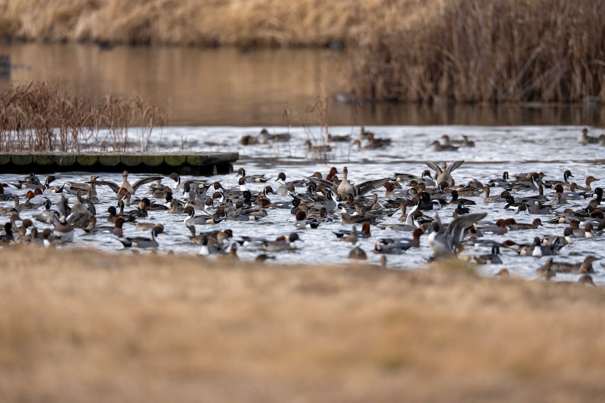 鳳頭潛鴨 - ML647373172