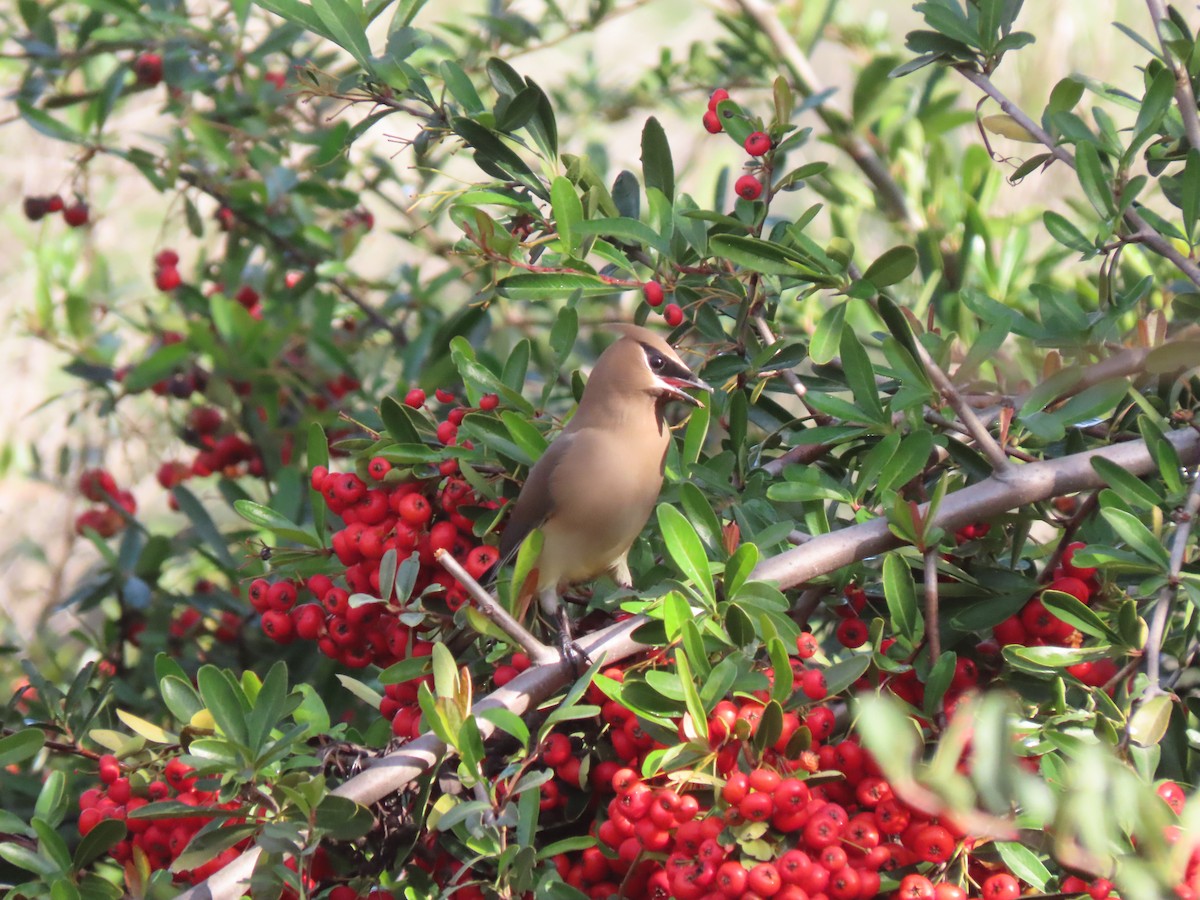 Cedar Waxwing - ML647373175