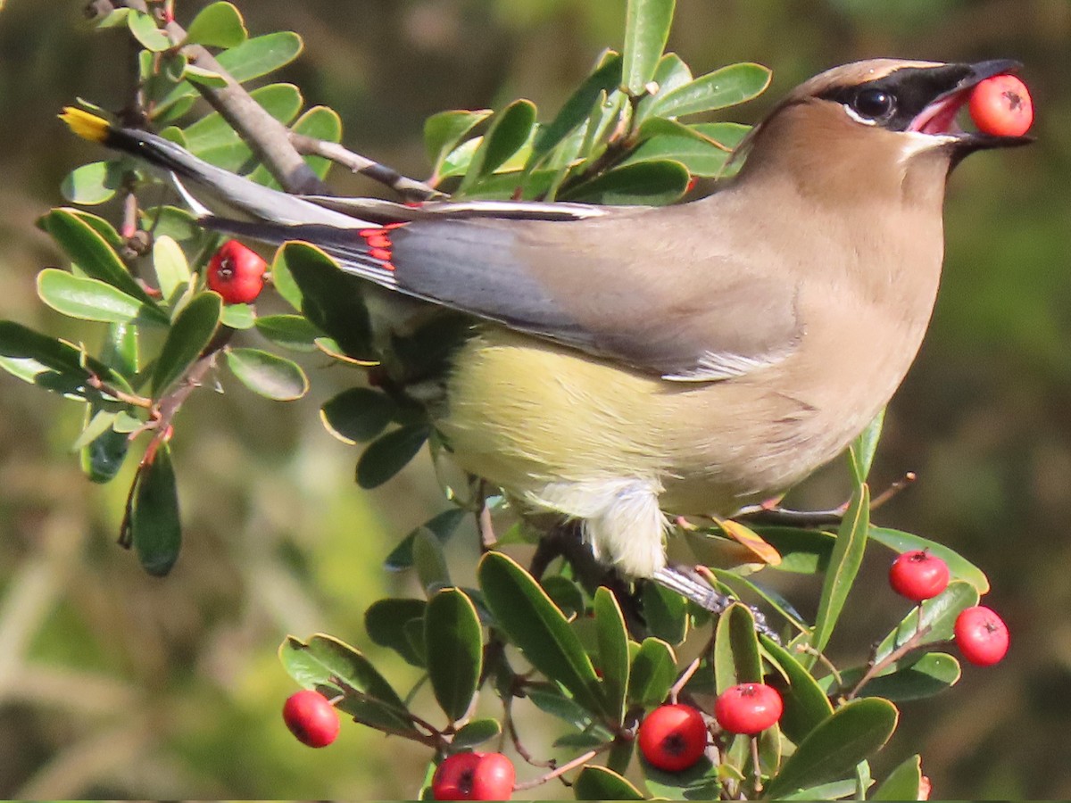 Cedar Waxwing - ML647373184