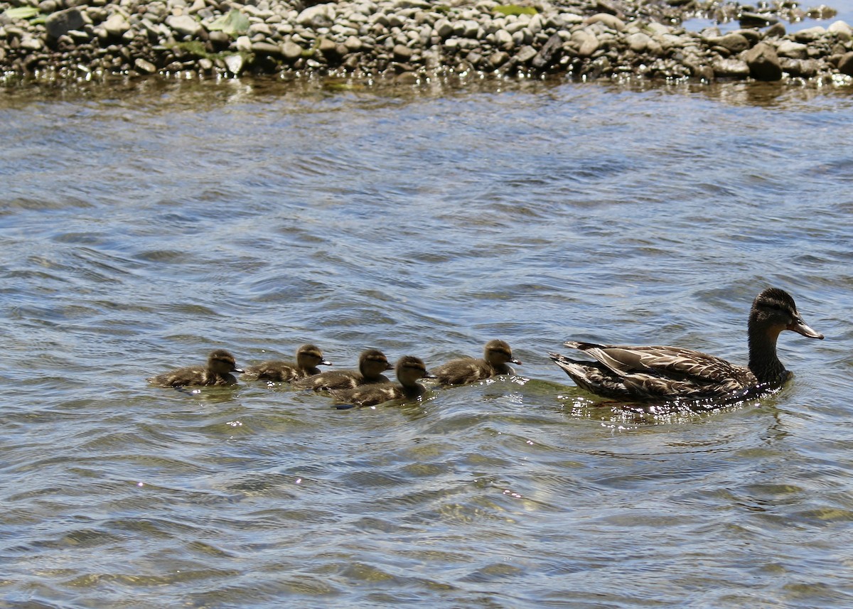 Canard colvert - ML647373185