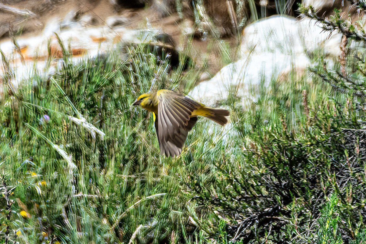 Greater Yellow-Finch - ML647373191