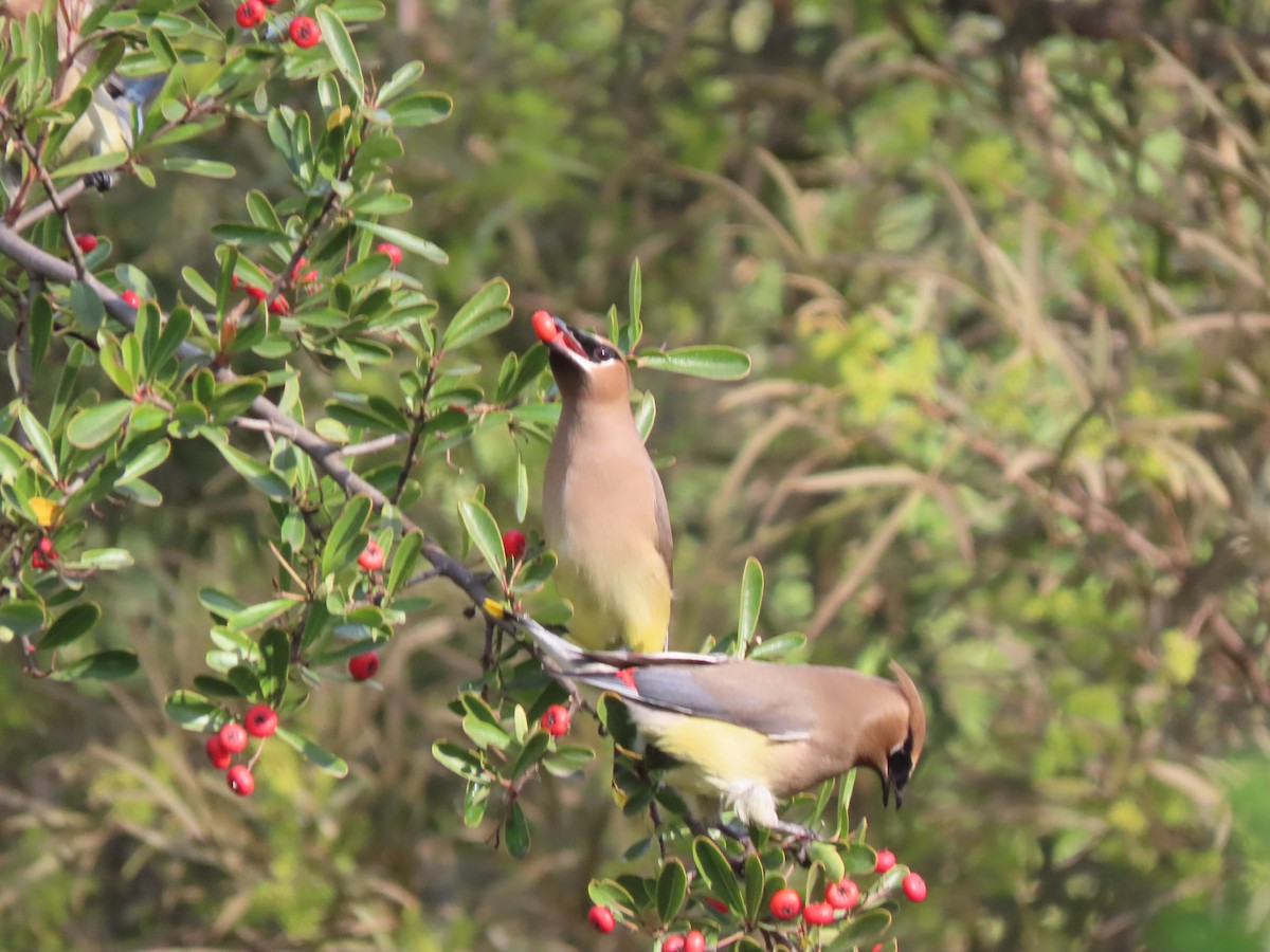 Cedar Waxwing - ML647373193
