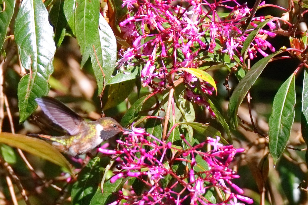 Volcano Hummingbird - ML647373196