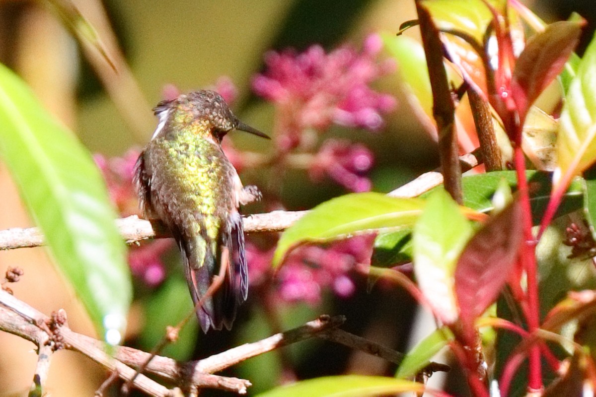 Volcano Hummingbird - ML647373197