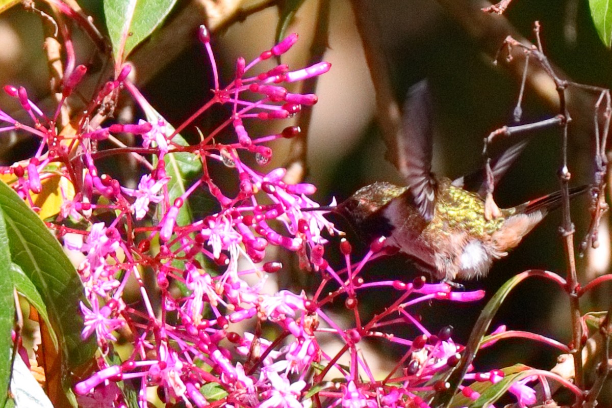 Volcano Hummingbird - ML647373198