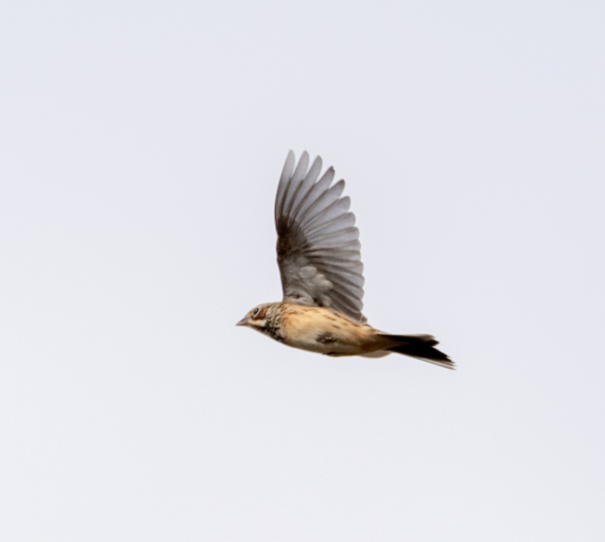 赤胸鵐 - ML647373204