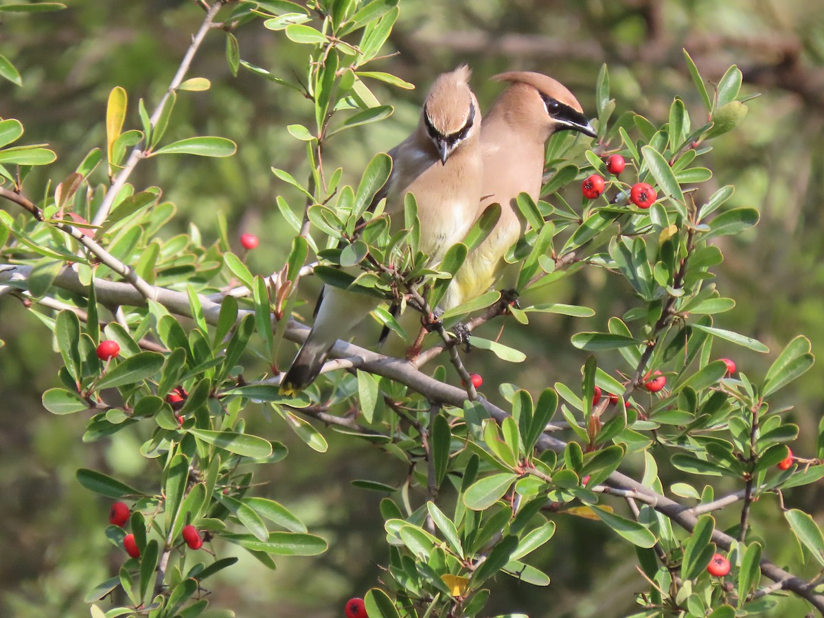 Cedar Waxwing - ML647373208