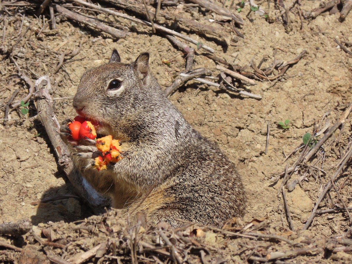 California Ground Squirrel - ML647373225