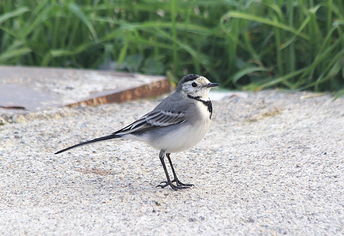 White Wagtail - ML647373230