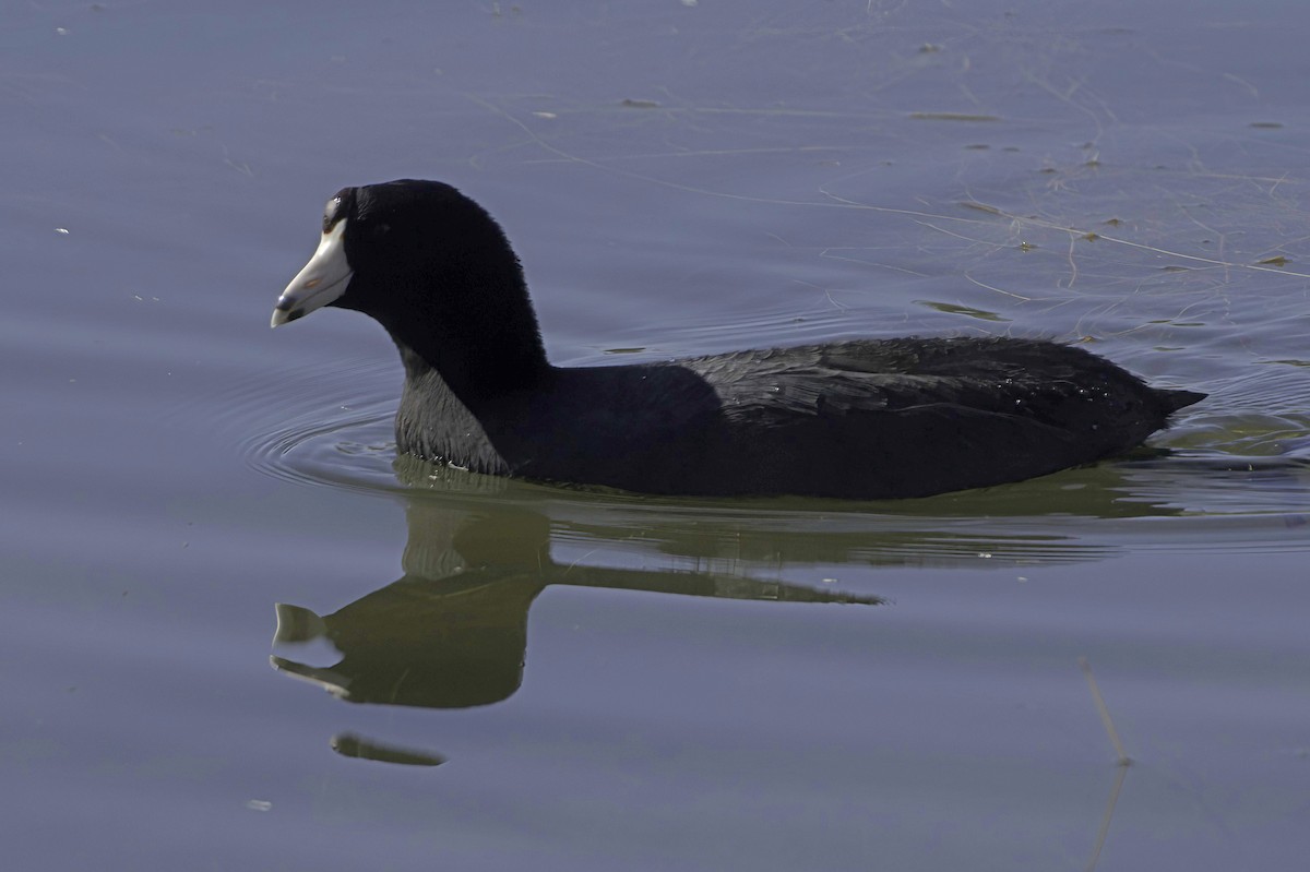 Лиска американська - ML647373235