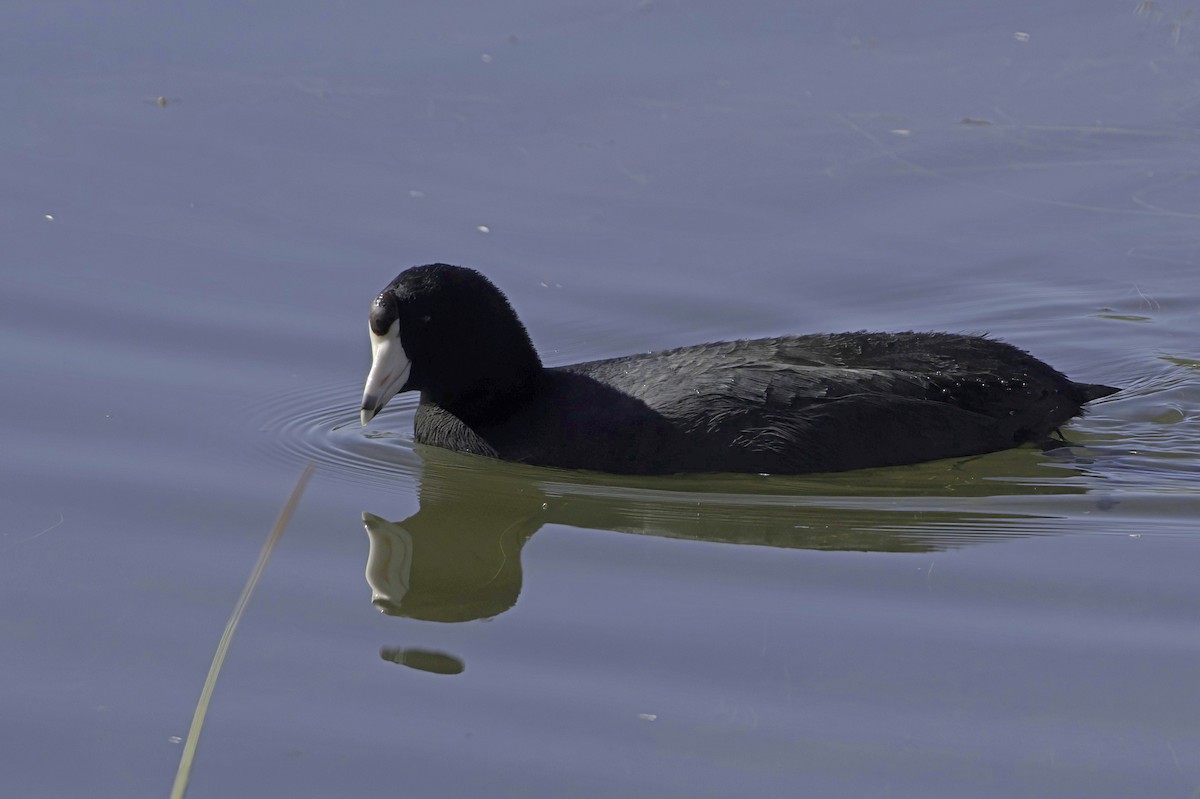 Лиска американська - ML647373237