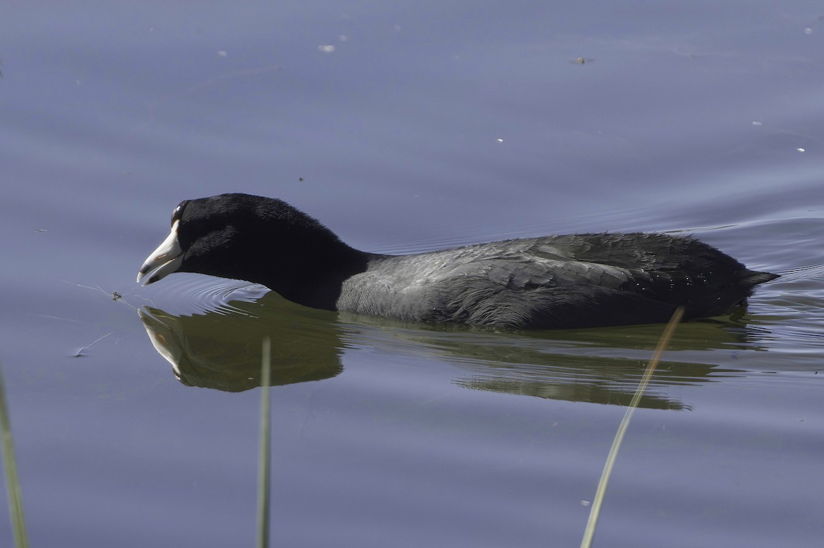 Лиска американська - ML647373238