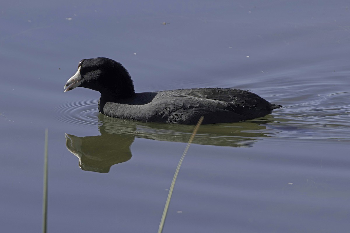 Лиска американська - ML647373239