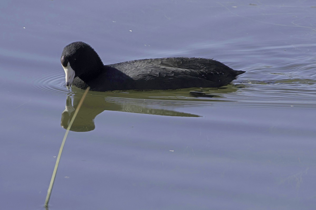 Лиска американська - ML647373241