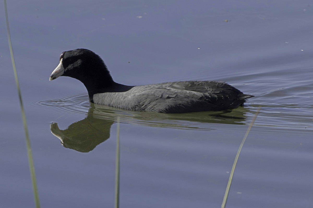 Лиска американська - ML647373242