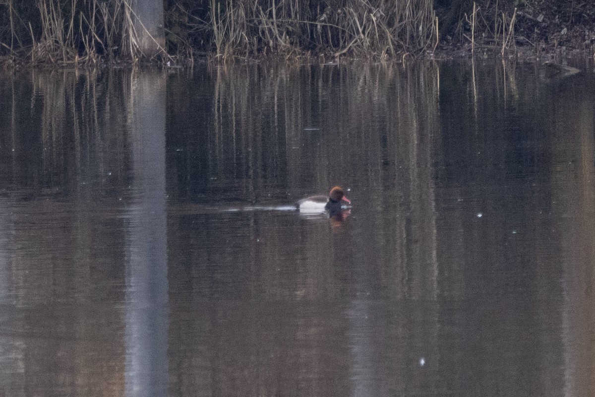 Red-crested Pochard - ML647373243
