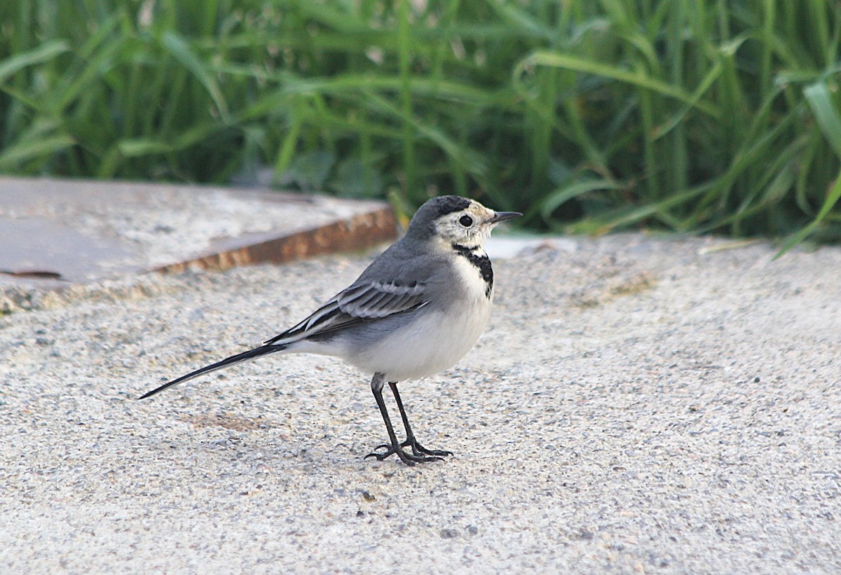 White Wagtail - ML647373244