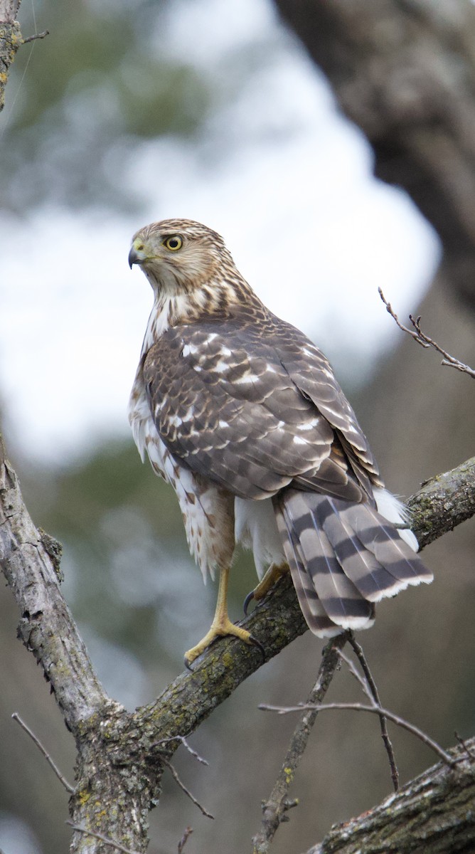 Cooper's Hawk - ML647373251