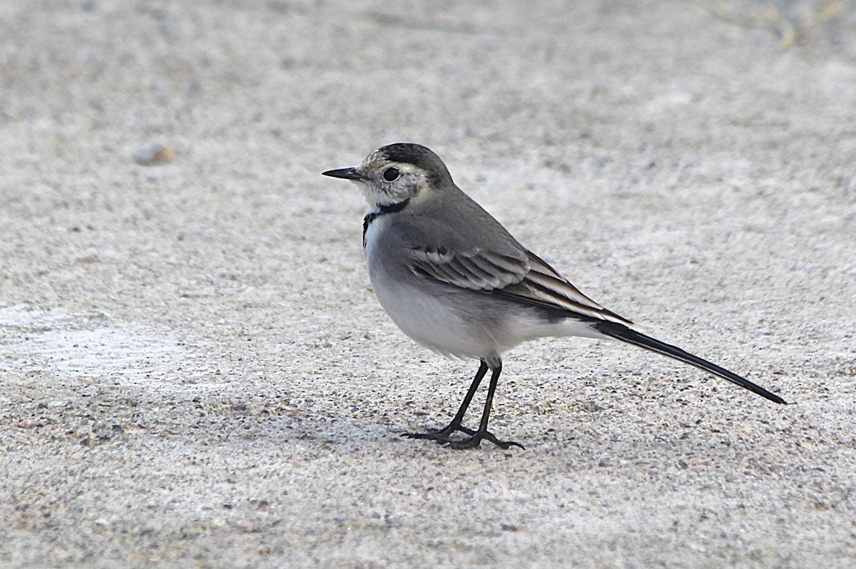 White Wagtail - ML647373252