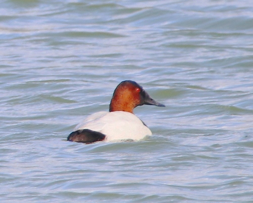 kanvasand - ML647373265