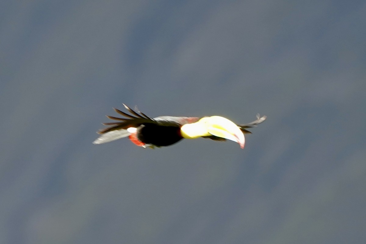 Keel-billed Toucan - ML647373269