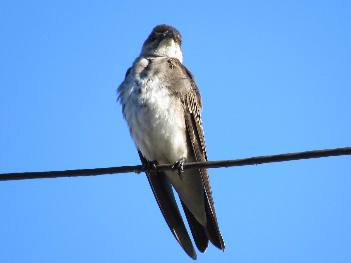 Brown-chested Martin - ML647373271