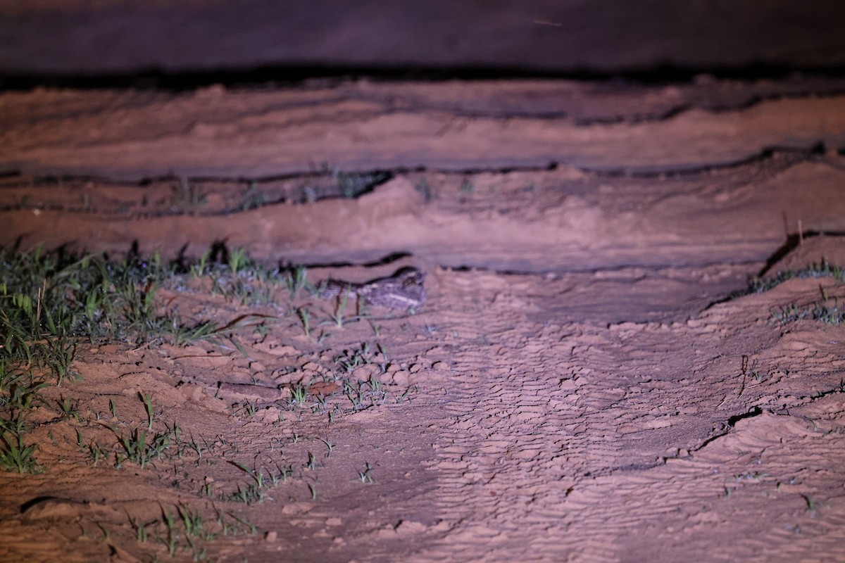 Fiery-necked Nightjar - ML647373275