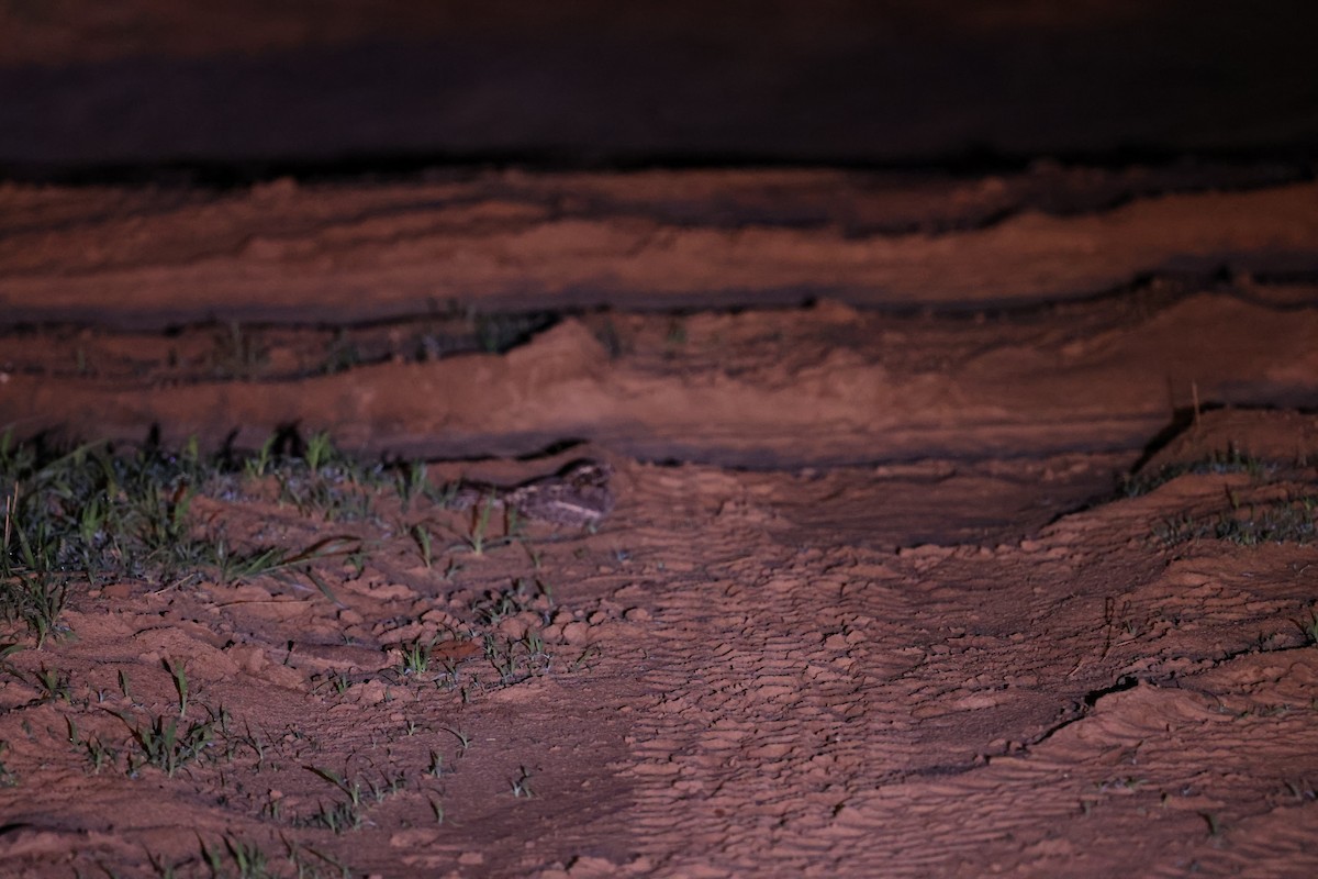 Fiery-necked Nightjar - ML647373276