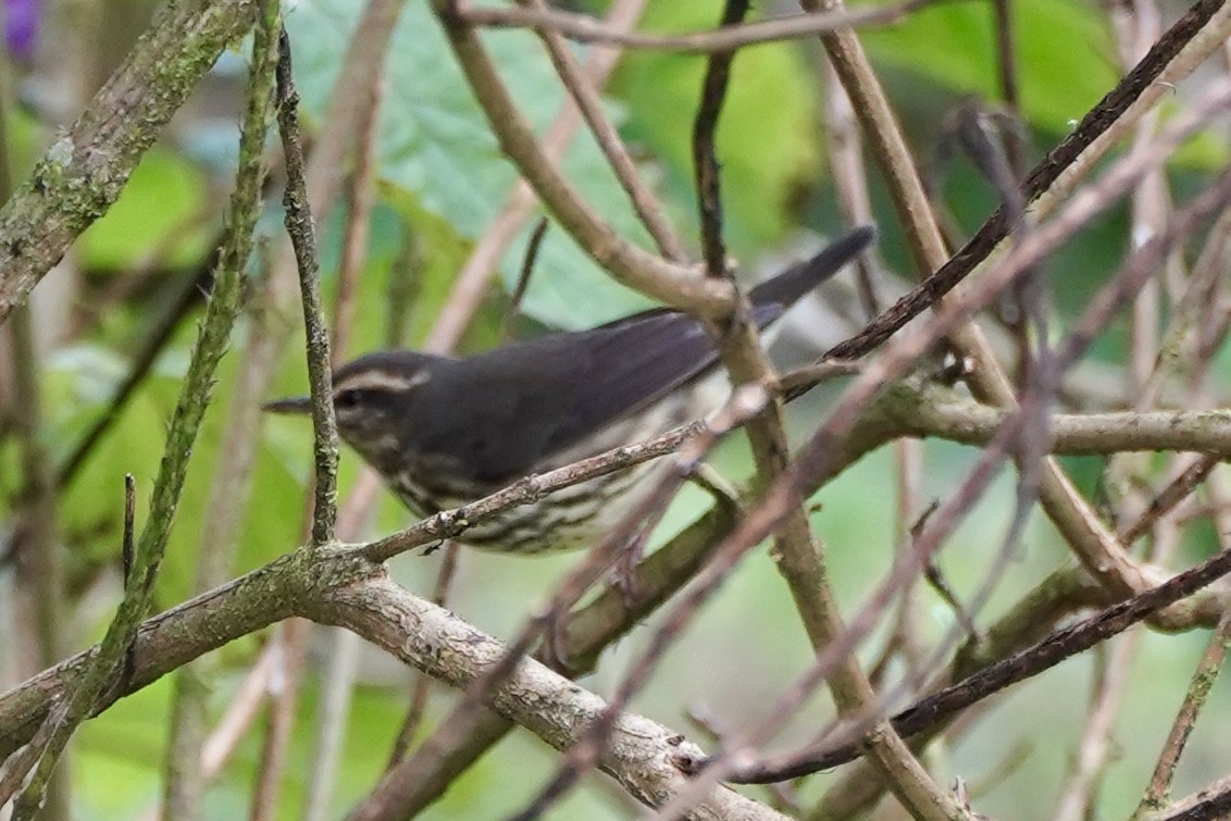 Northern Waterthrush - ML647373281