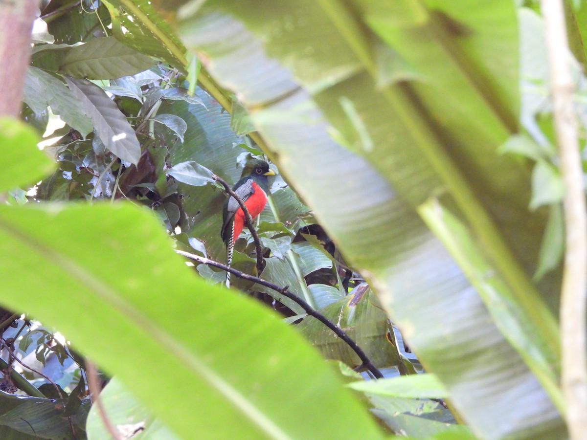 Collared Trogon - ML647373285