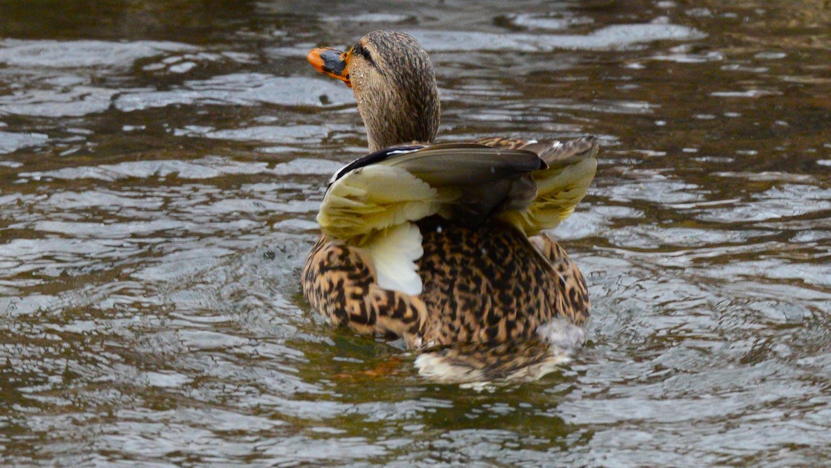 Mallard - ML647373288